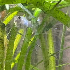 Guppy