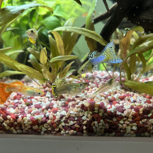 Vend guppy et jeune guppy (alevins)