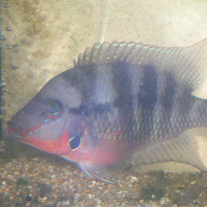 Thorichthys meeki (don)