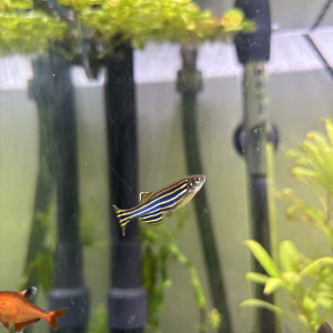 Danio Reirio