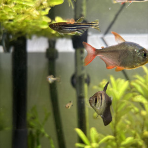 Danio Reirio