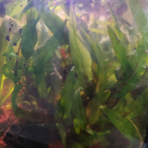 Cryptocorine wendtii green