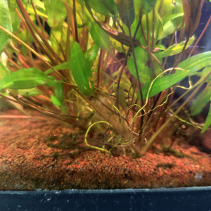 Cryptocorine wendtii green