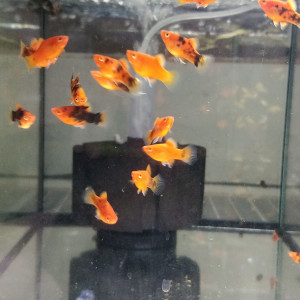 Platys corail rouge berlinois