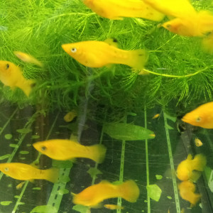 Mollys sphenops jaune