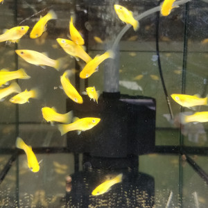 Mollys sphenops jaune