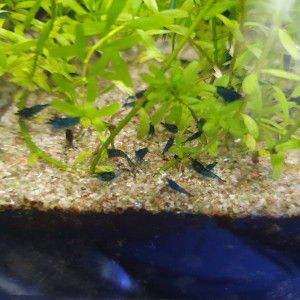 crevettes blue velvet adultes