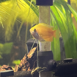 4 colisas chuna gold a donner (2M et 2F)