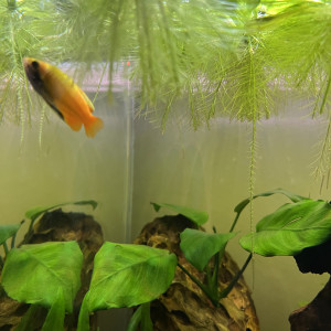 4 colisas chuna gold a donner (2M et 2F)