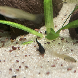 Ancistrus
