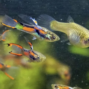 Guppy mix