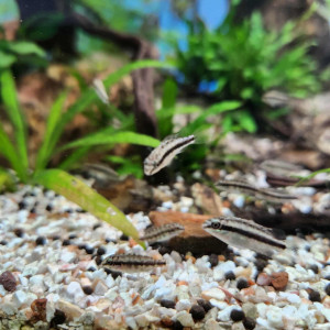 Pelmatochromis