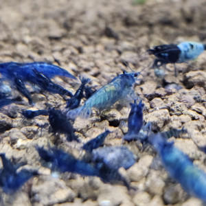 Neocaridina Blue Velvet