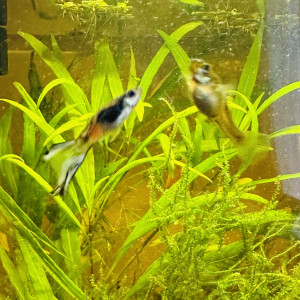Jeunes Guppy Endler
