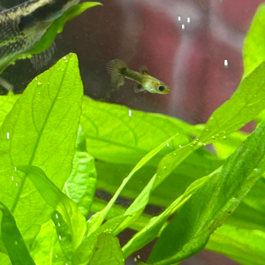 Alevins guppy