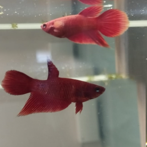 Urgent DON betta splendens