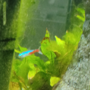 Donne un poisson neon cause arrêt aquarium