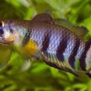 Oeufs Epiplatys dageti monroviae
