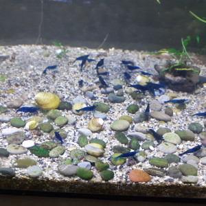 crevettes blue velvet