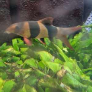 Urgent // 3 poissons à donner