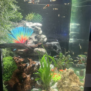 Guppies à échanger