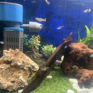 Guppies à échanger