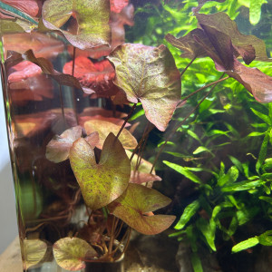 Lotus Nymphaea aquarium