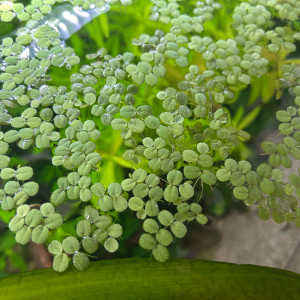 Plante aquarium Salvinia