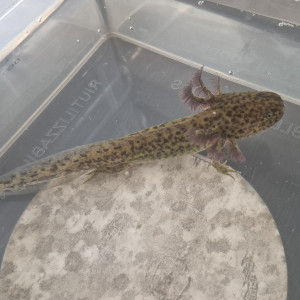 Jeune axolotl