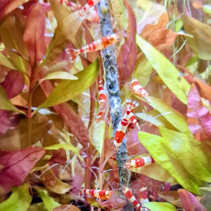 CREVETTE CRYSTAL RED