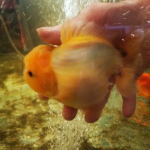 Bébés oranda sakura shogun short tail