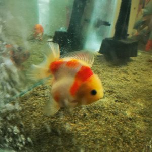 Bébés oranda sakura shogun short tail