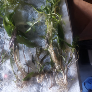 Lot Plantes aquarium
