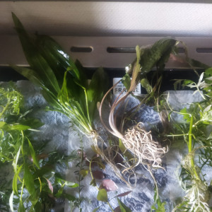 Lot Plantes aquarium