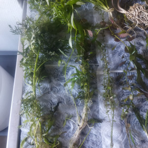 Lot Plantes aquarium