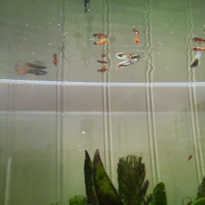 Platys