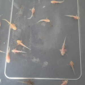 axolotl