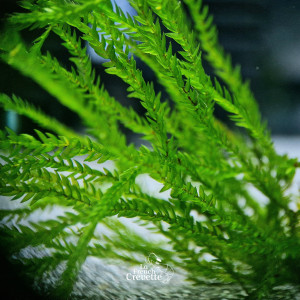 Fontinalis - Willow Moss