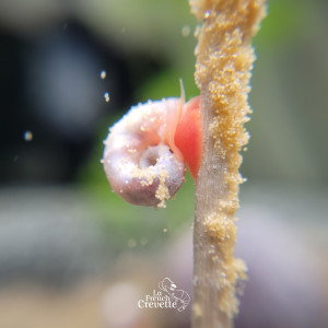 Planorbe Rose