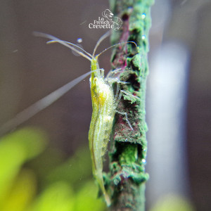 Caridina Babaulti Green