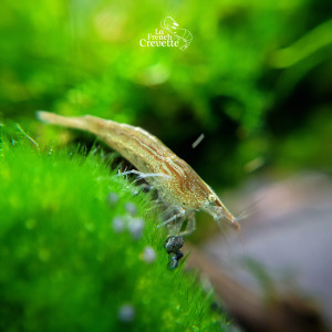 Caridina Babaulti Green