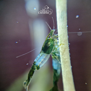 Neocaridina Green Rili
