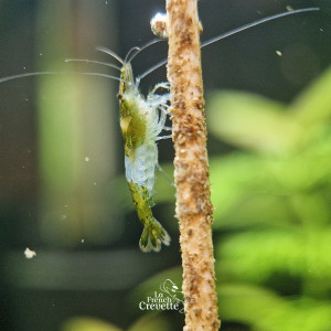 Neocaridina Green Rili