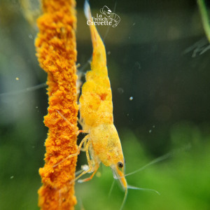 Neocaridina Sunburst