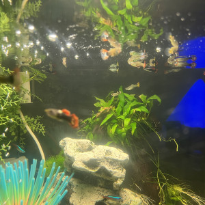 Guppies à échanger