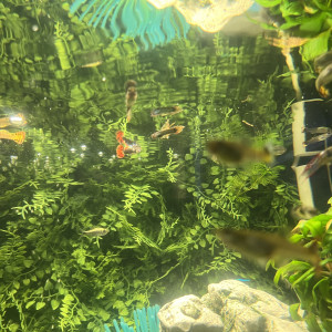 Guppies à échanger