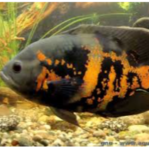 Astronotus ocellatus