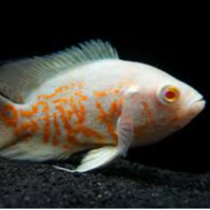 Astronotus ocellatus albinos