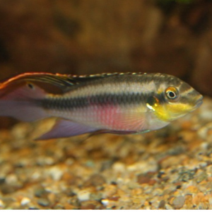 Pelvicachromis pulcher