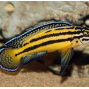 Julidochromis marksmithi